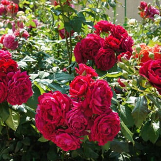 Роза парковая Дино де Лаурентис изображение 1