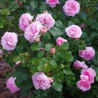 Роза парковая Дитер Мюллер изображение 6