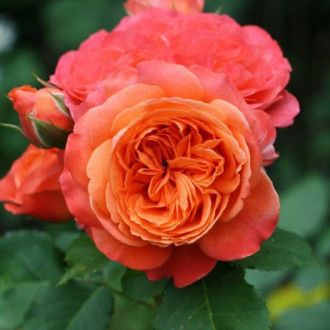Роза парковая Эмильен Гийо изображение 1