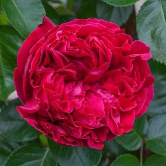 Роза парковая Эрик Таберли изображение 4