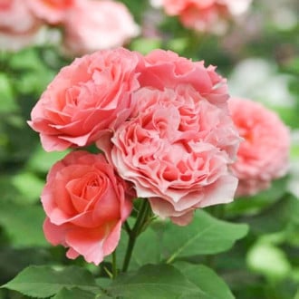 Роза парковая Корал Желе изображение 1