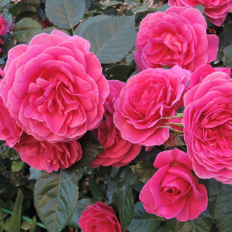 Роза парковая Леа Ренессанс изображение 3