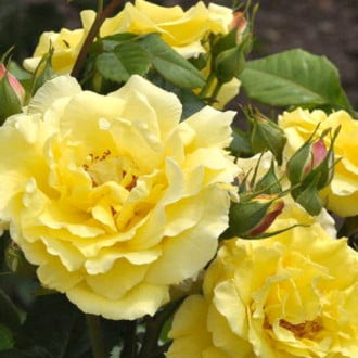 Роза парковая Рейн Лючия изображение 1