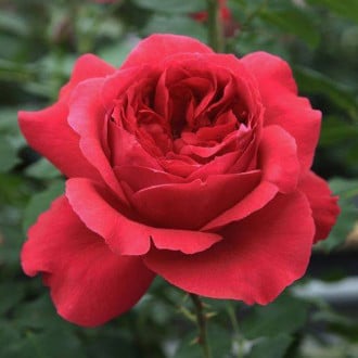 Роза парковая Рубан Руж изображение 2