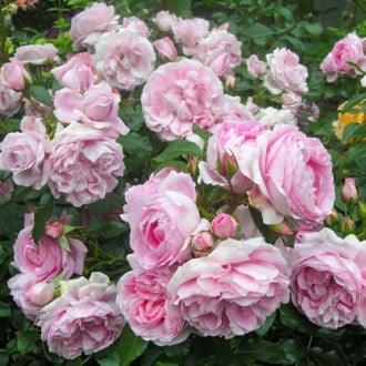 Роза парковая Синдерелла изображение 2