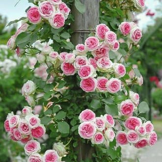 Роза плетистая Эден Роуз изображение 6