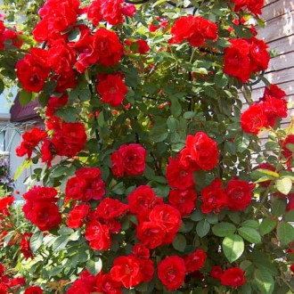 Роза плетистая Фламентанц изображение 5