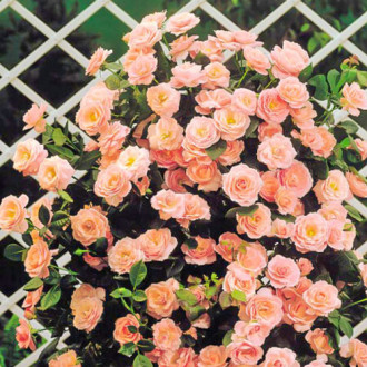 Роза плетистая Глория Клайминг изображение 1