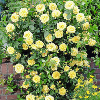 Роза плетистая Голден Шауэрс изображение 4