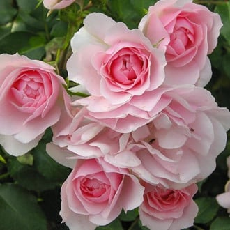 Роза плетистая Клайминг Боника изображение 1
