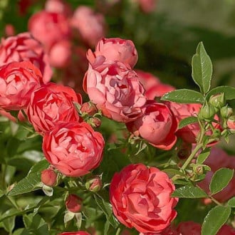 Роза плетистая Клайминг Оранж Морсдаг изображение 1