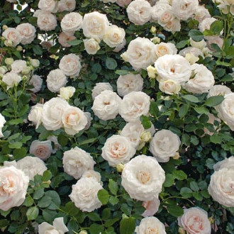 Роза плетистая Клайминг Вайт изображение 1