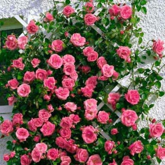 Роза плетистая Лавиния изображение 6