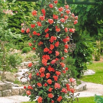 Роза плетистая Метанойя изображение 4