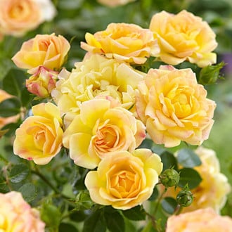Роза почвопокровная Йеллоу Фейри изображение 2