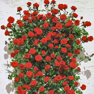 Роза плетистая Мушимара изображение 3