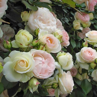 Роза плетистая Пале Рояль изображение 3