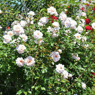 Роза плетистая Пенни Лейн изображение 5