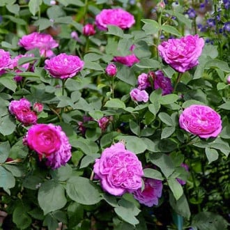 Роза плетистая Рейн де Виолетт изображение 6