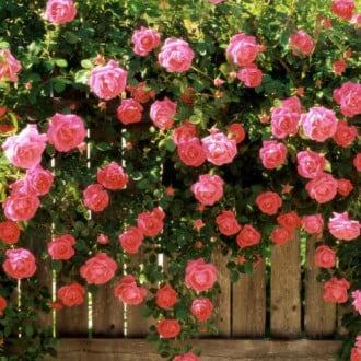 Роза плетистая Розовая жемчужина изображение 5