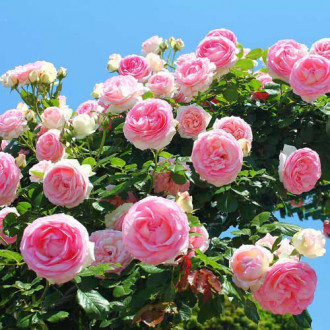 Роза плетистая Розовая крупная изображение 3