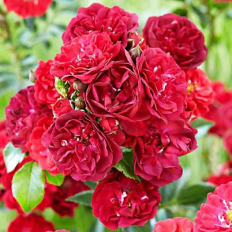 Роза почвопокровная Фейри Данс изображение 6
