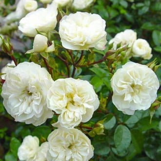 Роза почвопокровная Грин Айс изображение 5