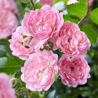 Роза почвопокровная Пинк Фэйри изображение 4