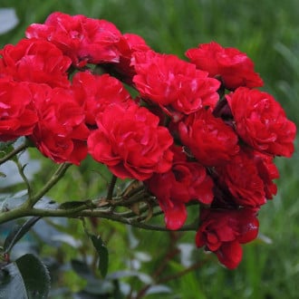 Роза почвопокровная Ред Фейри изображение 1