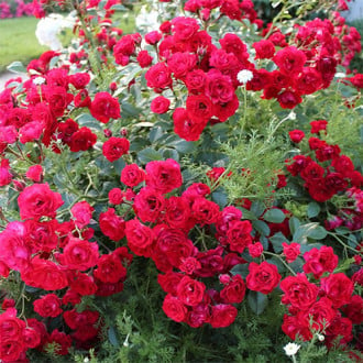 Роза почвопокровная Скарлет Мейяндекор изображение 5