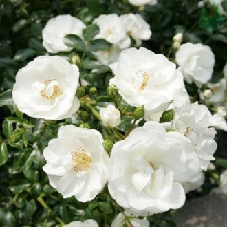 Роза почвопокровная Сноуфилд изображение 6