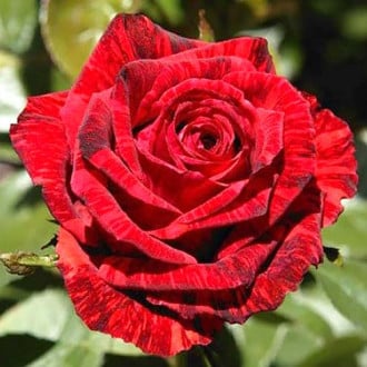 Роза чайно-гибридная Ред Интуишн изображение 3