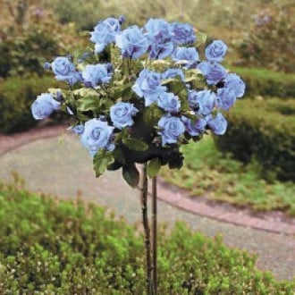 Роза штамбовая Голубая изображение 3