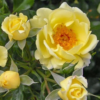 Роза спрей Гелбер Коболд изображение 4