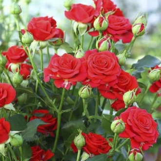 Роза спрей Капелька, C2 изображение 6