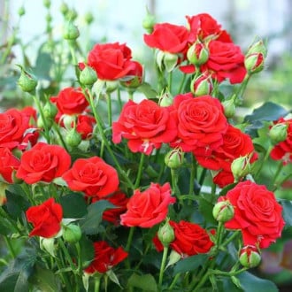 Роза спрей Ред Микадо изображение 1