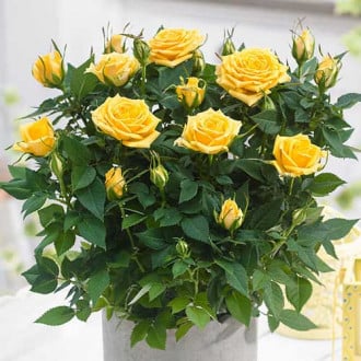 Роза спрей Санторини изображение 3