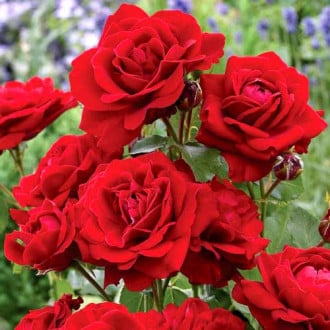 Роза флорибунда Ред Диадем изображение 2