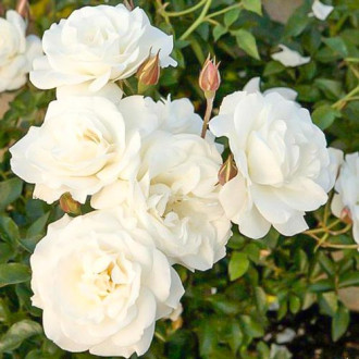Роза флорибунда Уайт Диадем изображение 1