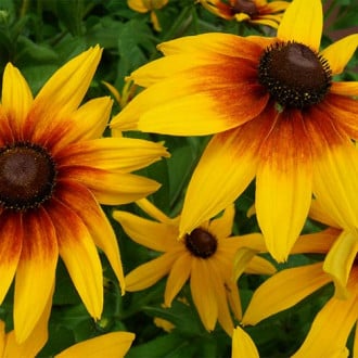 Рудбекия большая изображение 7