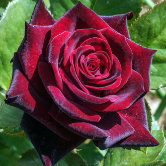 Роза чайно-гибридная Черная магия изображение 5