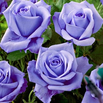 Роза чайно-гибридная Голубая изображение 4