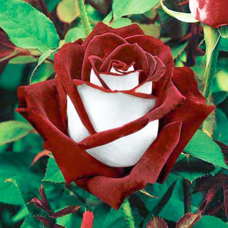 Роза чайно-гибридная Осирия изображение 6