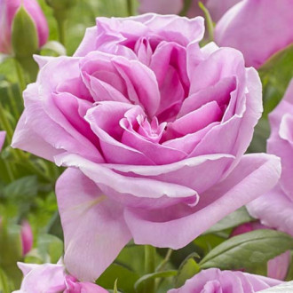 Роза чайно-гибридная Липарфюм изображение 5