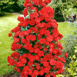 Роза плетистая Красная изображение 1