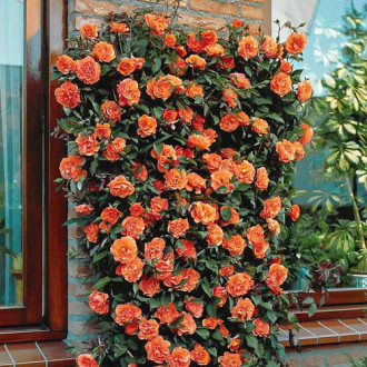 Роза плетистая Оранжевая изображение 5