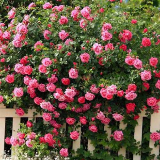 Роза плетистая Розовая изображение 4