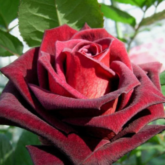 Роза чайно-гибридная Блэк Баккара изображение 4