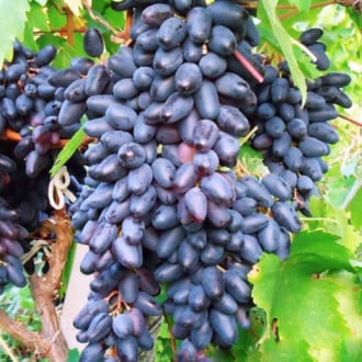 Виноград Сувенир изображение 2