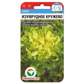 Салат листовой, кудряволистный Изумрудное кружево Сибирский Сад изображение 5